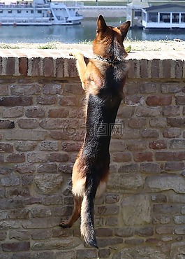 狗,德國牧羊犬,寵物
