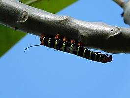 性質(zhì),昆蟲,花園