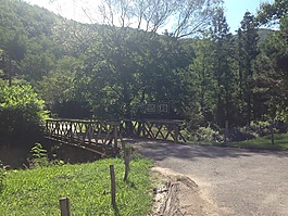 森林,橋,寧靜