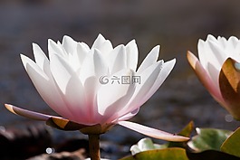 睡蓮,湖玫瑰,水生植物
