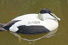 羽絨,男性,喜鵲
