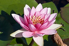 睡蓮,湖玫瑰,水生植物