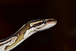 蛇,球 python,python 麗君