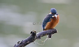 翠鳥(niǎo),性質(zhì),鳥(niǎo)