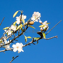 杏仁花,西班牙,杏仁樹(shù)