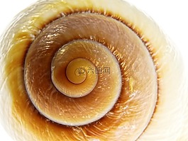 蝸牛,殼,外殼