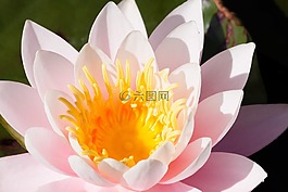 睡蓮,湖玫瑰,水生植物