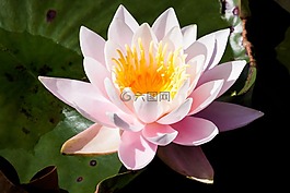 睡蓮,湖玫瑰,水生植物