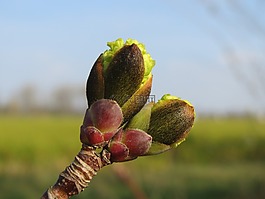 挪威楓,挪威槭,芽
