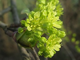 挪威楓,挪威槭,花序