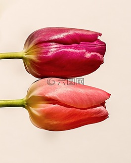 郁金香,花,粉紅色