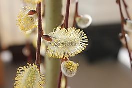 pel,春天,花