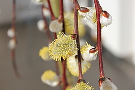 pel,春天,花