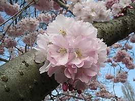 樱桃,日本樱花,山樱桃