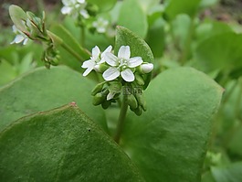 claytonia perfoliata,油麥菜,春美