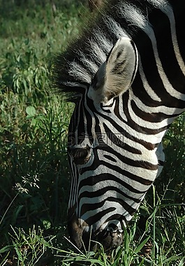 斑馬,野生動物,動物