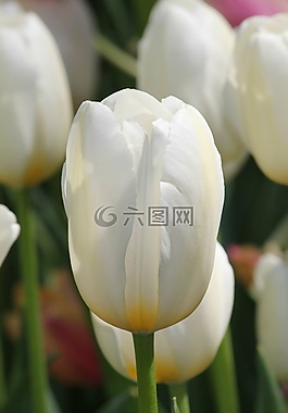 郁金香,白,花