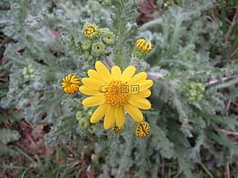 千里光vernalis,東部千里光,野花
