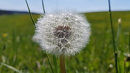 蒲公英,草地