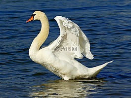 天鵝,河,鳥