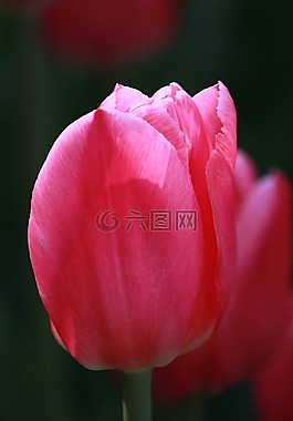 郁金香,粉紅色,花