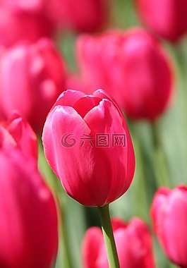 郁金香,粉紅色,花
