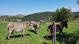 驢,草地,農(nóng)村