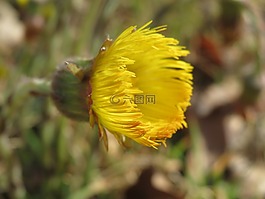 款冬,野花,開(kāi)花