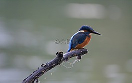 翠鳥,性質(zhì),水鳥