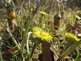 款冬,野花,開(kāi)花