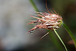 sasanka,罗莎,种子