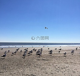 海洋,海鷗,海灘