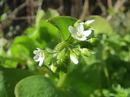 claytonia perfoliata,油麥菜,春美