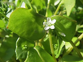 claytonia perfoliata,油麥菜,春美