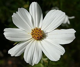 kosmee,宇宙,白花