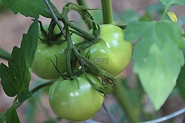 綠色,綠色的西紅柿,蕃茄