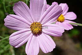 kosmee,宇宙,粉红色的花