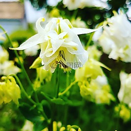 鮮花,花園,廠