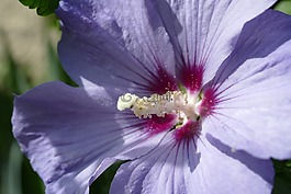 雌蕊,芙蓉,锦葵