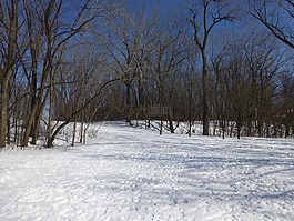 冬天,樹,雪