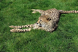 獵豹,貓,動物