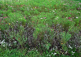 草地,鮮花,盛開