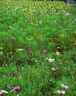 草地,鮮花,向日葵