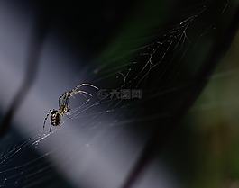 蜘蛛,畫布,投影儀