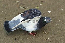 鴿子,鳥,鋼筆