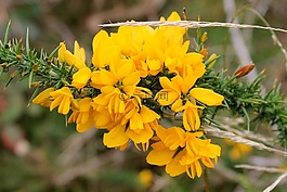 噤,荊豆,furze