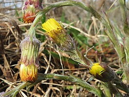 款冬,野花,植物區(qū)系