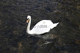 天鵝,水,鳥