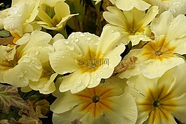 報春花,黃色,春天