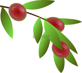 咖啡豆,植物,豆類